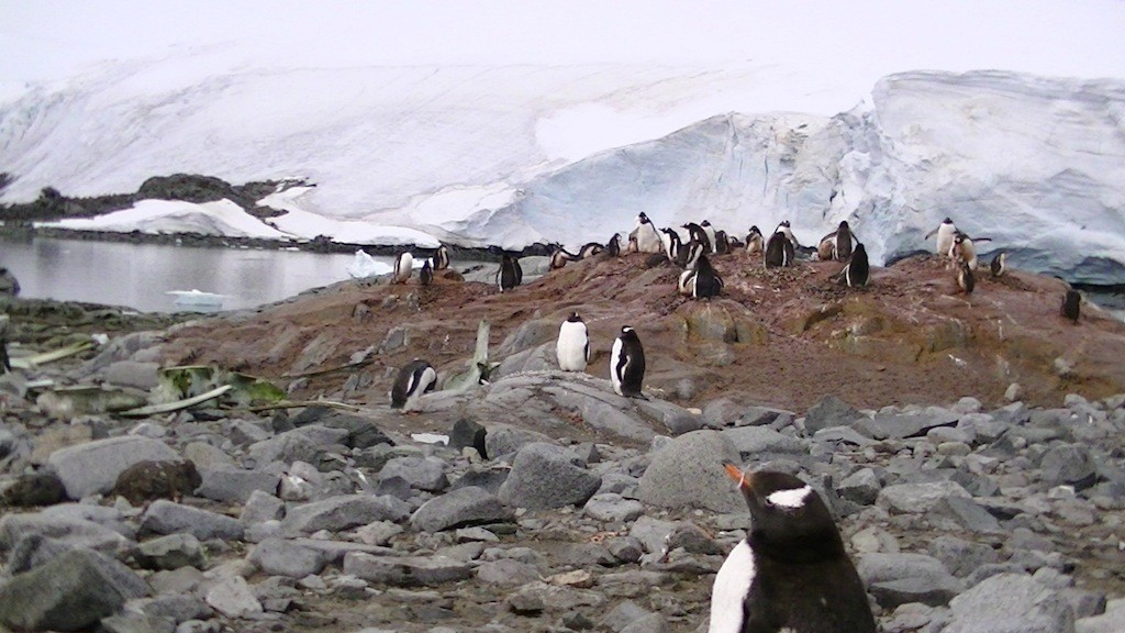 ペンギンたちの向こうには分厚い氷床