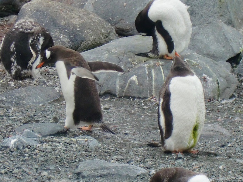 子供のペンギンは灰色から黒い羽に変わる