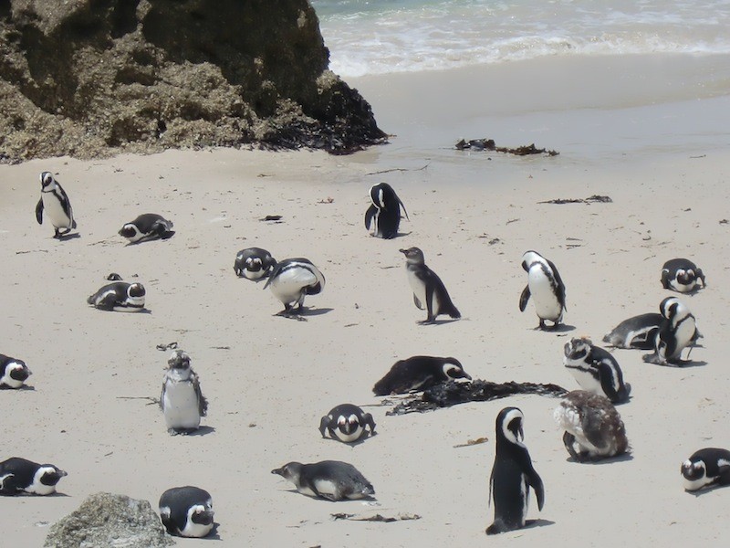 今年生まれたケープペンギンの子供もいる