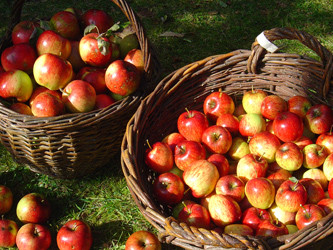 Äpfel. Streuobst