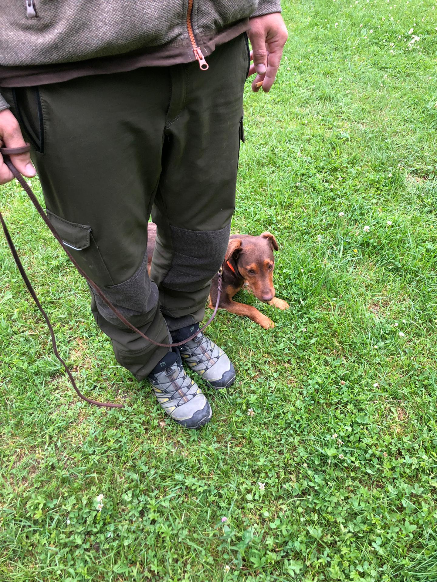 Wild und hund bekanntschaften