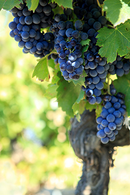La Dolce Vita – Trauben aus Italien