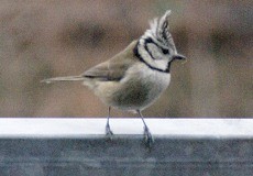 Für Tier- und Vogelfreunde