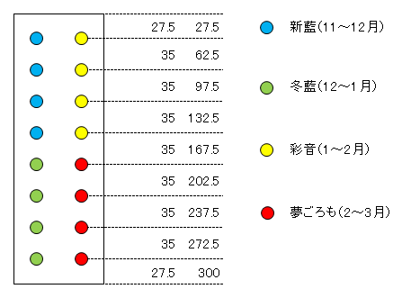 キャベツ配置図（レイアウト）