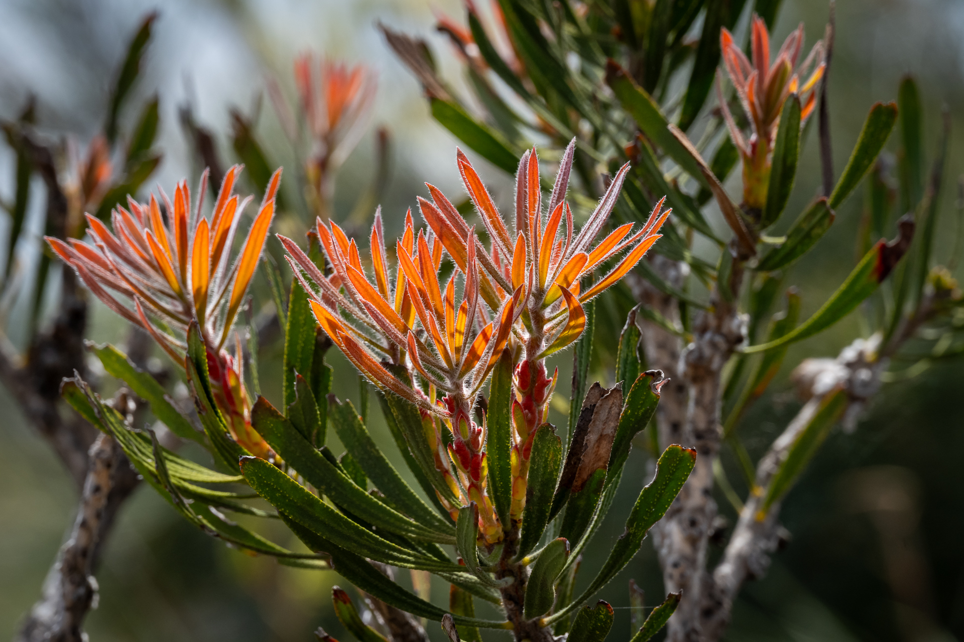 Wildblumen in Westaustralien – Flora, Blütezeit und die schönsten Regionen