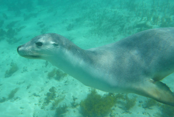 Schnorcheln mit Seelöwen in Baird Bay
