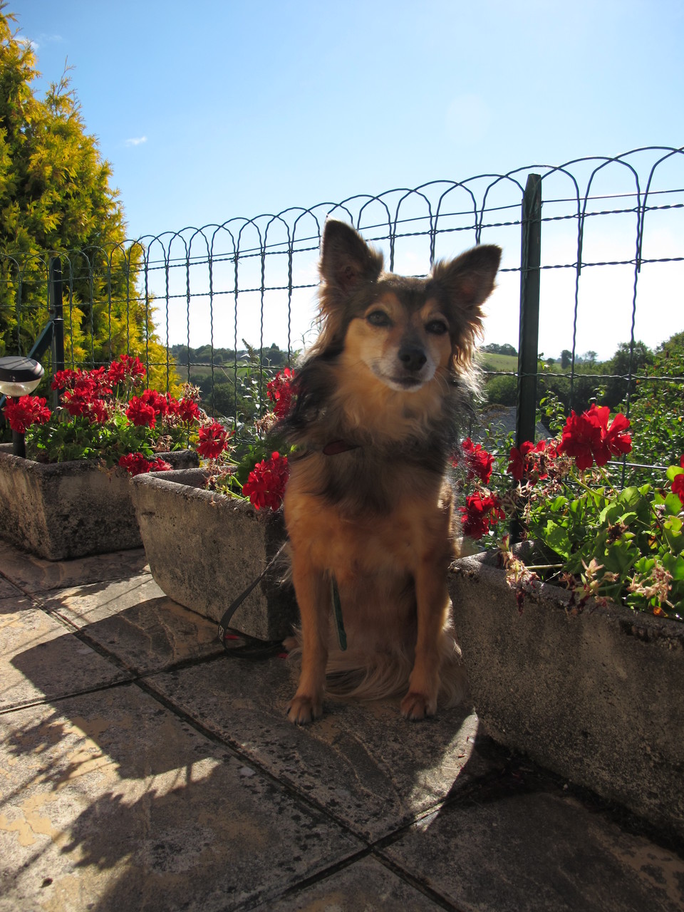 pension chien aveyron