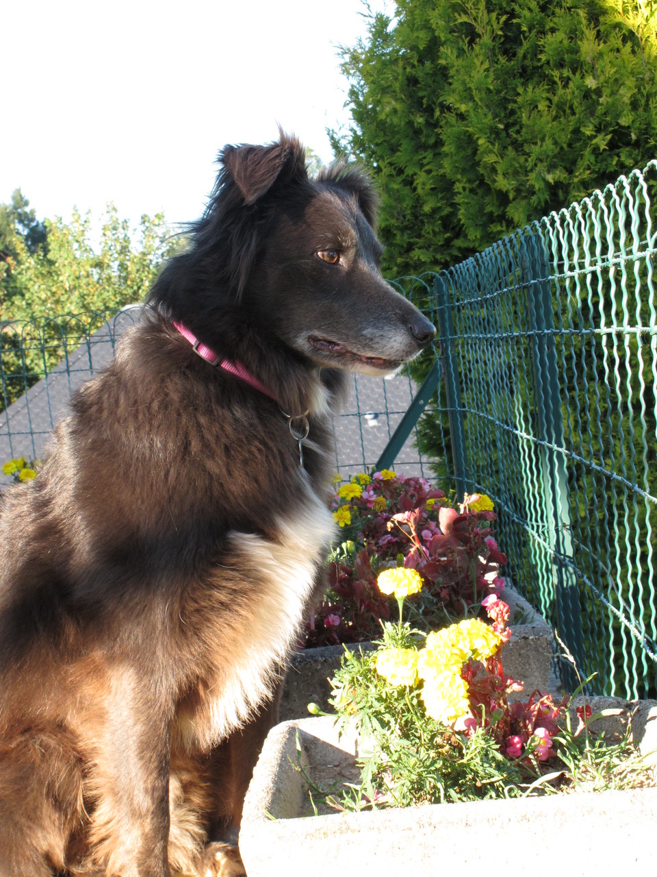 pension chien aveyron