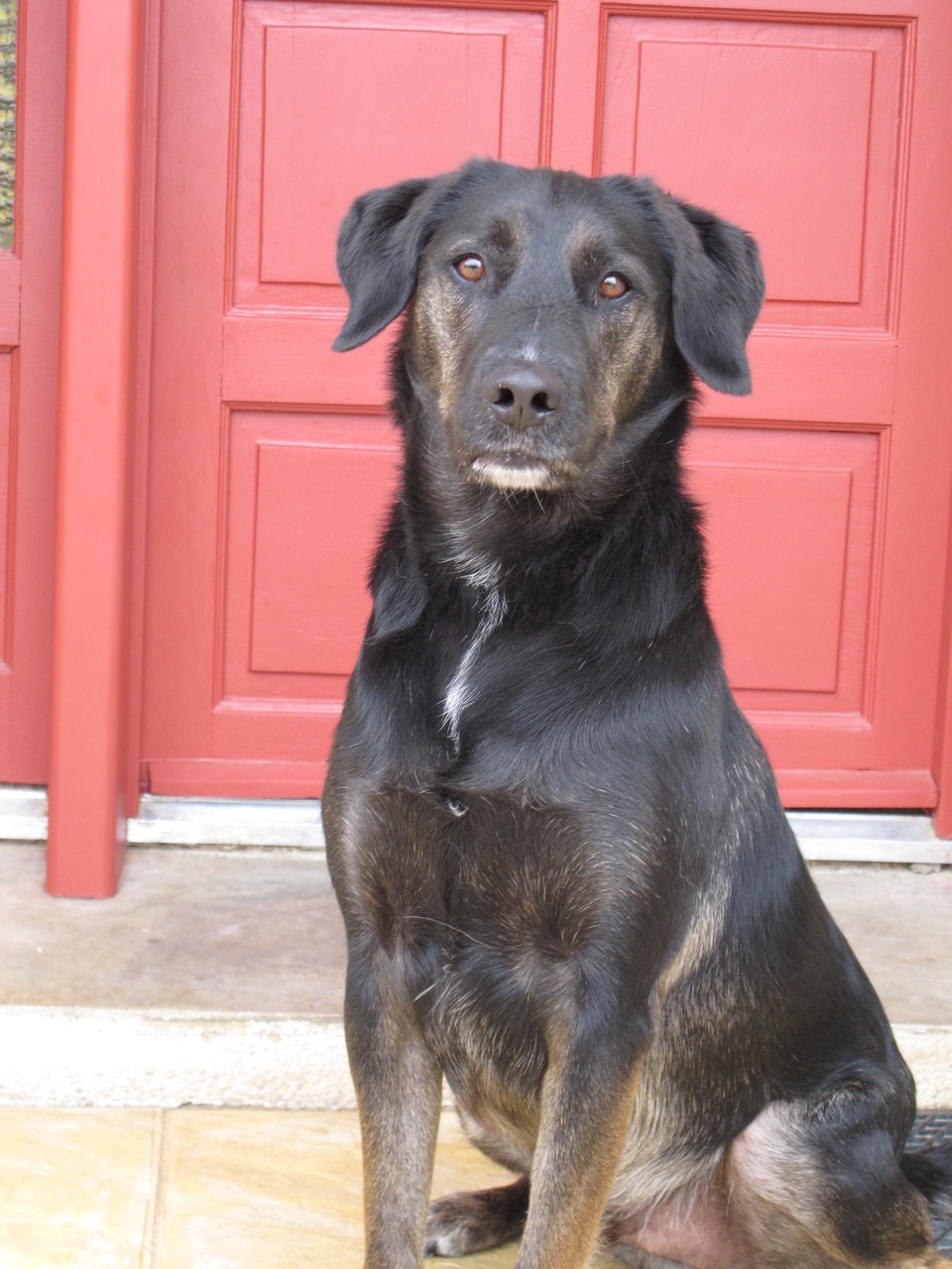 pension chien aveyron