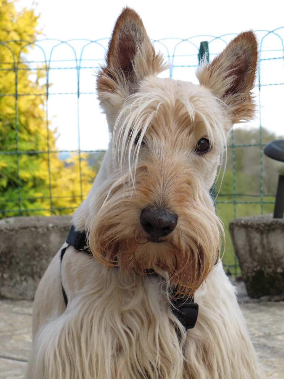 pension chien aveyron