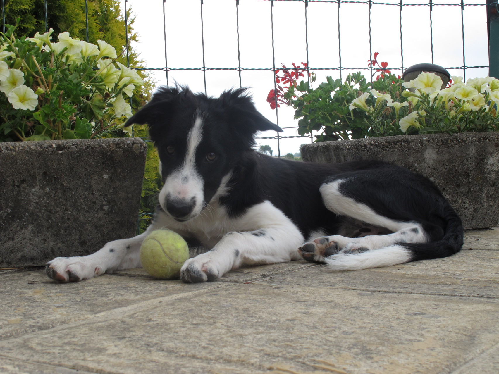 pension chien aveyron