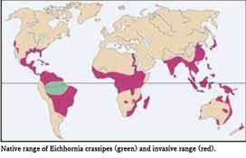 ホテイアオイの侵害地域