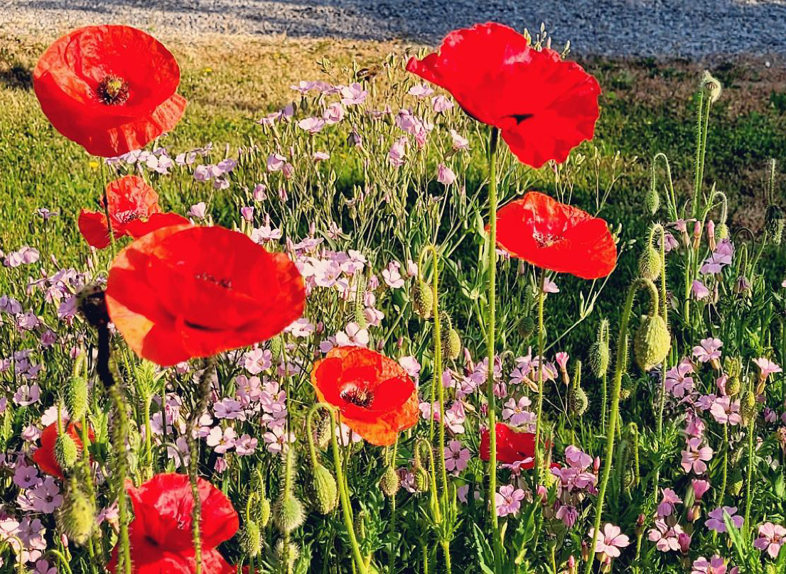 Im Sommer