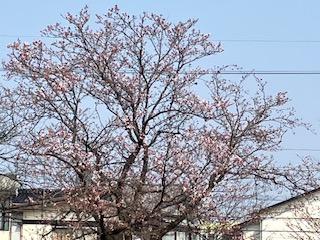 桜、開花