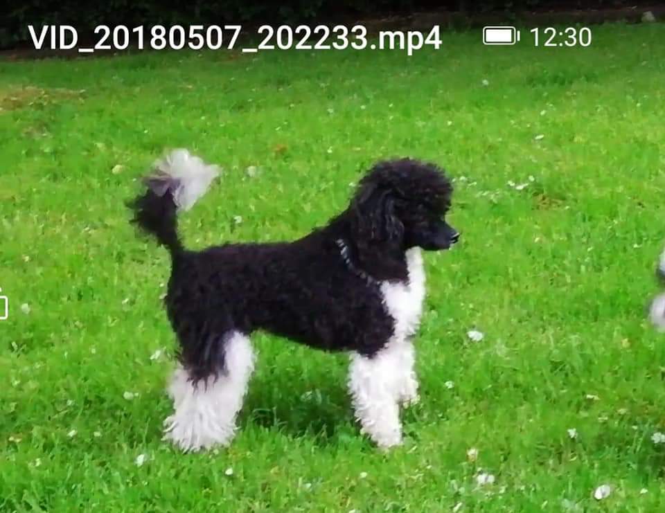 Caroline S Treasures Caniche Argent Bienvenue Drapeau Jardin