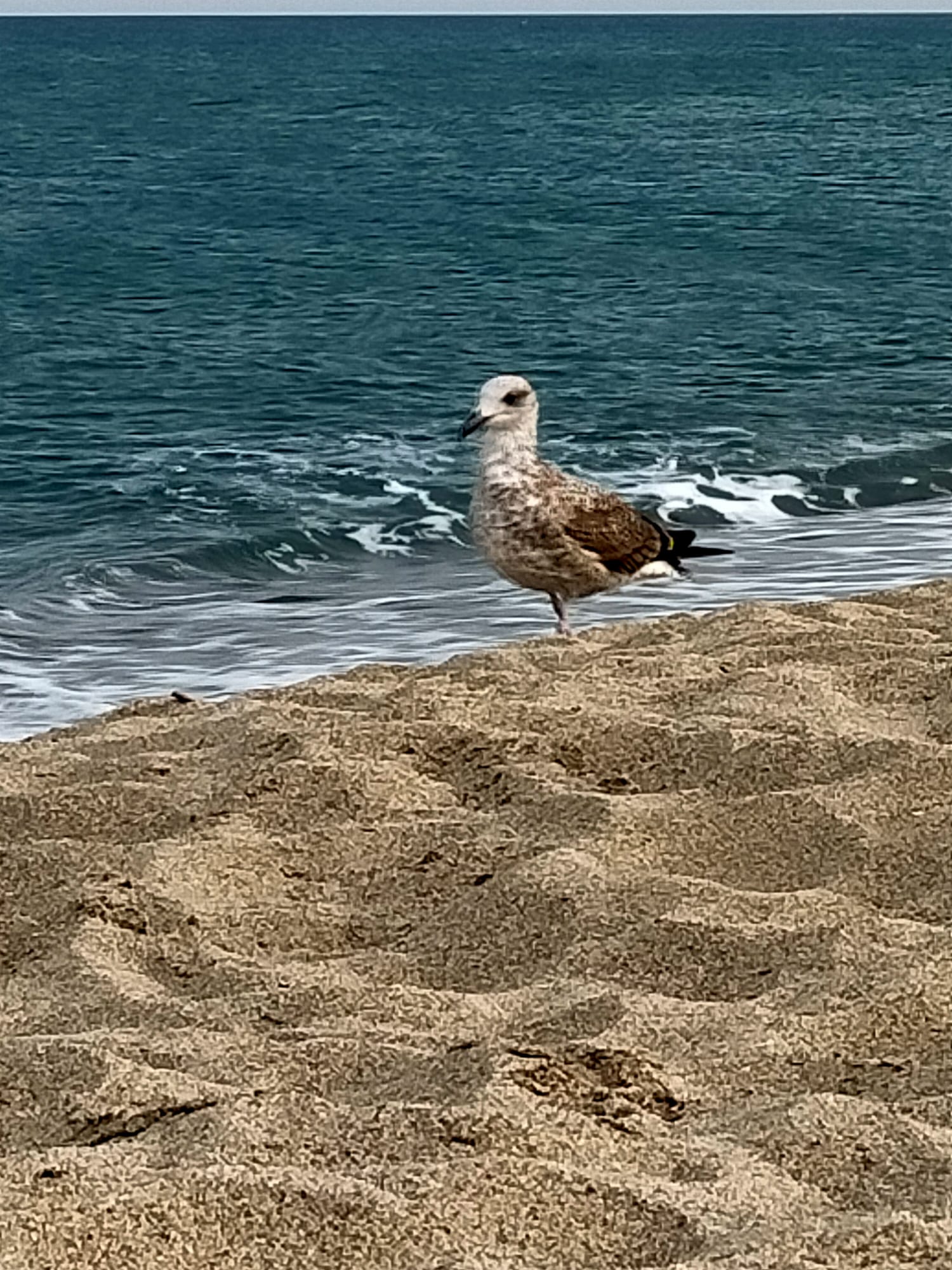La mouette fait la star