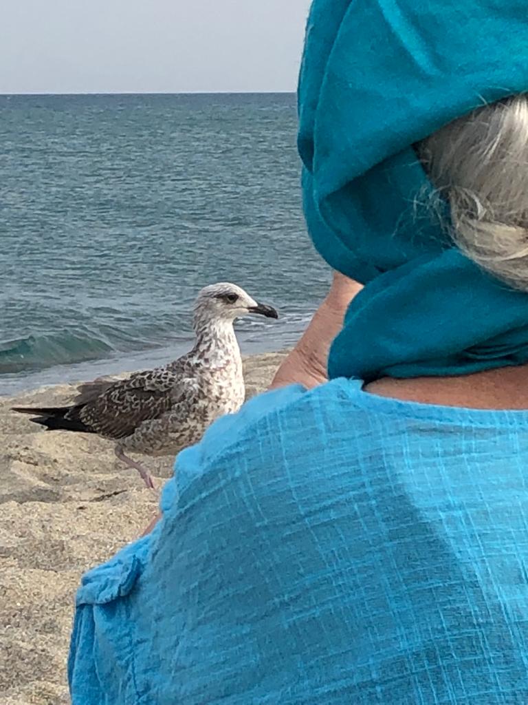 Au départ, en bord de mer, rencontre avec une mouette
