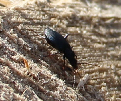 Goldleiste (Carabus violaceus), Rote Liste Status: 8 nicht gefährdet, Bild Nr.472, Aufnahme von Nikolaus Eberhardt (3.4.2015)