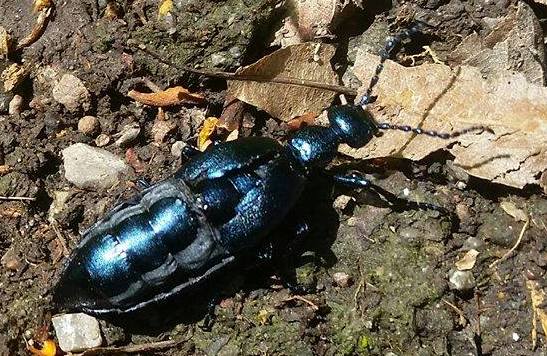 Schwarzer Maiwurm (Meloe Proscarabaeus), Rote Liste Status: 10 noch nicht bestimmt, Bild Nr.369, Aufnahme von Anja Lehmer (12.5.2017)