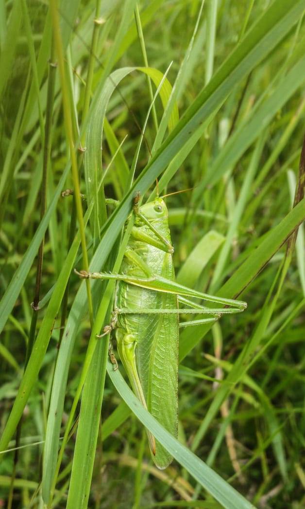 Grünes Heupferd (Tettigonia viridissima), Rote Liste Status: 8 nicht gefährdet, Bild Nr.559, Aufnahme von Nikolaus Eberhardt (15.6.2018)