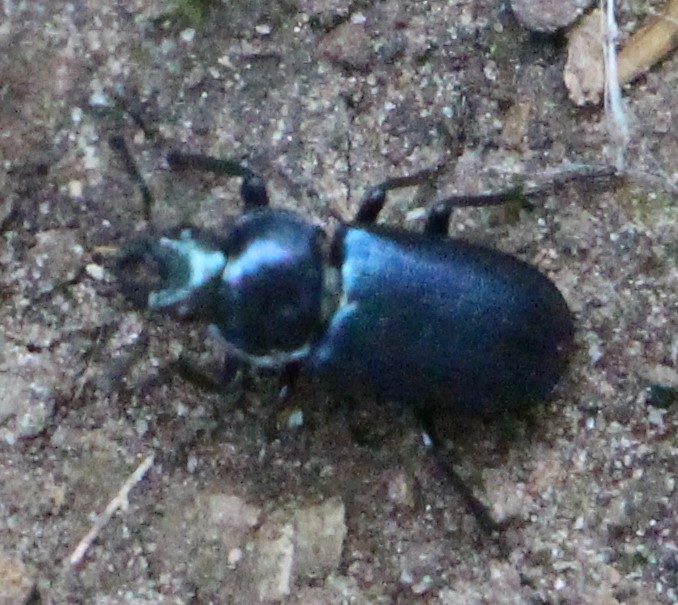 Kleiner Rehschröter (Platycerus caraboides), RoteListe: 8 nicht gefährdet, Bild Nr.742, Bild v. Nick E. (22.5.2020)