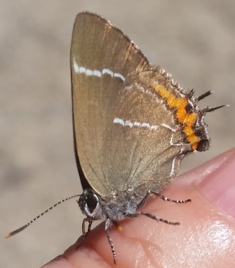 Ulmen-Zipfelfalter (Satyrium w-album), Rote Liste Status: 6 Arten der Vorwarnliste, Bild Nr.562, Aufnahme von Anja Lehmer (1.7.2018)