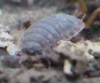 Kellerassel (Porcellio scaber), Rote Liste Status: 10 noch nicht bestimmt, Bild Nr.506, Aufnahme von Nikolaus Eberhardt (4.4.2018)