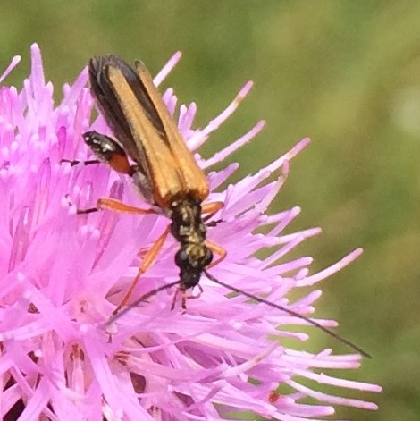 Braunrötlicher Spitzdeckenbock (Stenopterus rufus), Rote Liste Status: 8 nicht gefährdet, Bild Nr.564, Aufnahme von N.E. (23.6.2018)