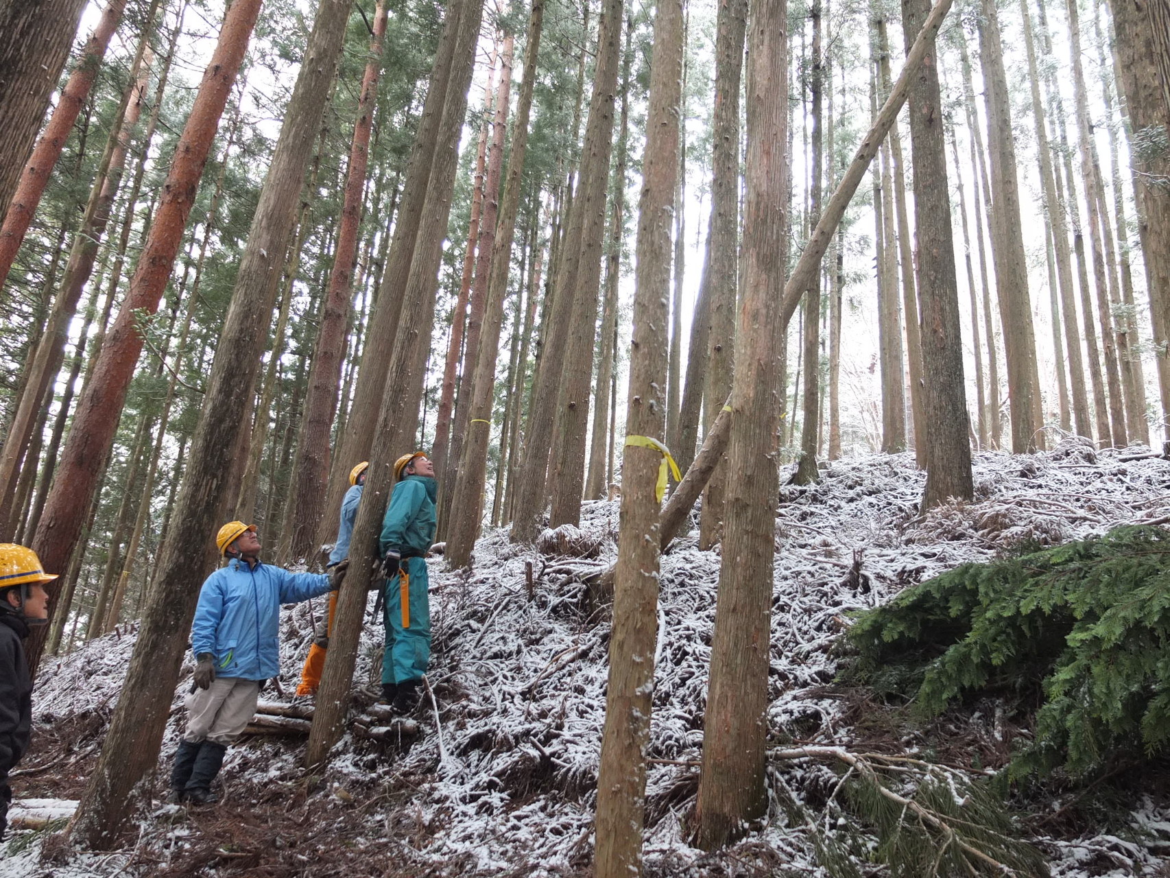 各班の作業風景・かかり木処理