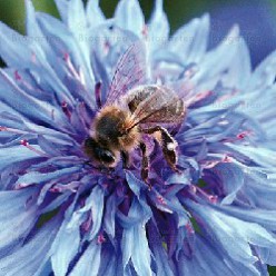Tübinger Bienenweide-Mischung: Foto Andermatt Biogarten
