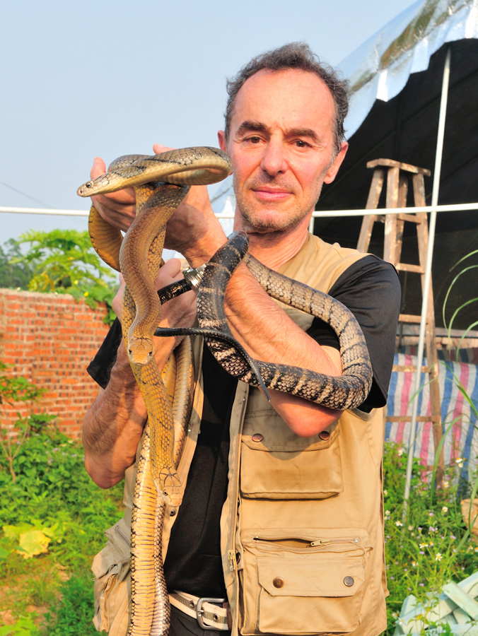  眼鏡王蛇 cobras royaux (Ophiophagus hannah) Guangxi, Chine 2017 ©AYMERICH Michel