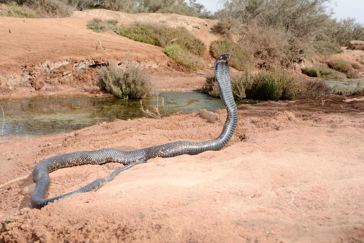 Cobra d'Afrique du Nord, Naja haje legionis, Maroc ©Photo Aymerich Michel