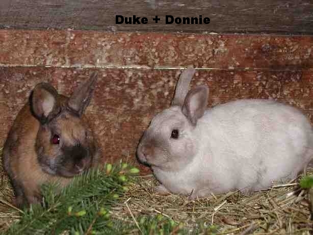 Duke + Donnie