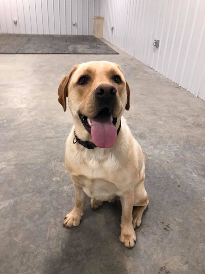 Dog Boarding Pittsburgh PA Pet Boarding Kennels Pittsburgh The