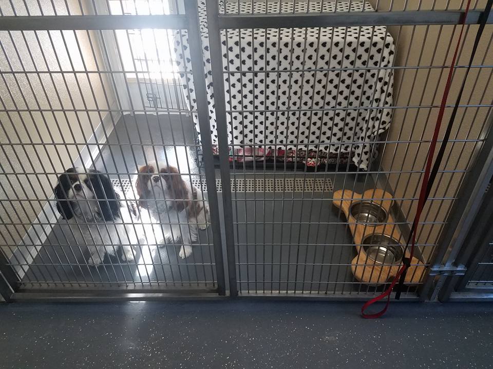 Dog Boarding Pittsburgh PA Pet Boarding Kennels Pittsburgh The