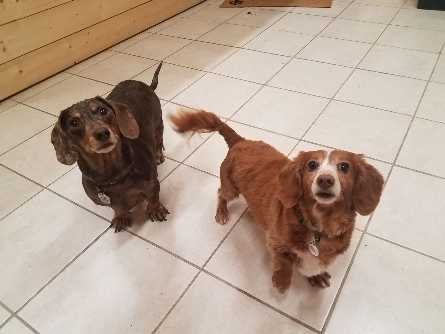 Dog Boarding Pittsburgh PA Pet Boarding Kennels Pittsburgh The