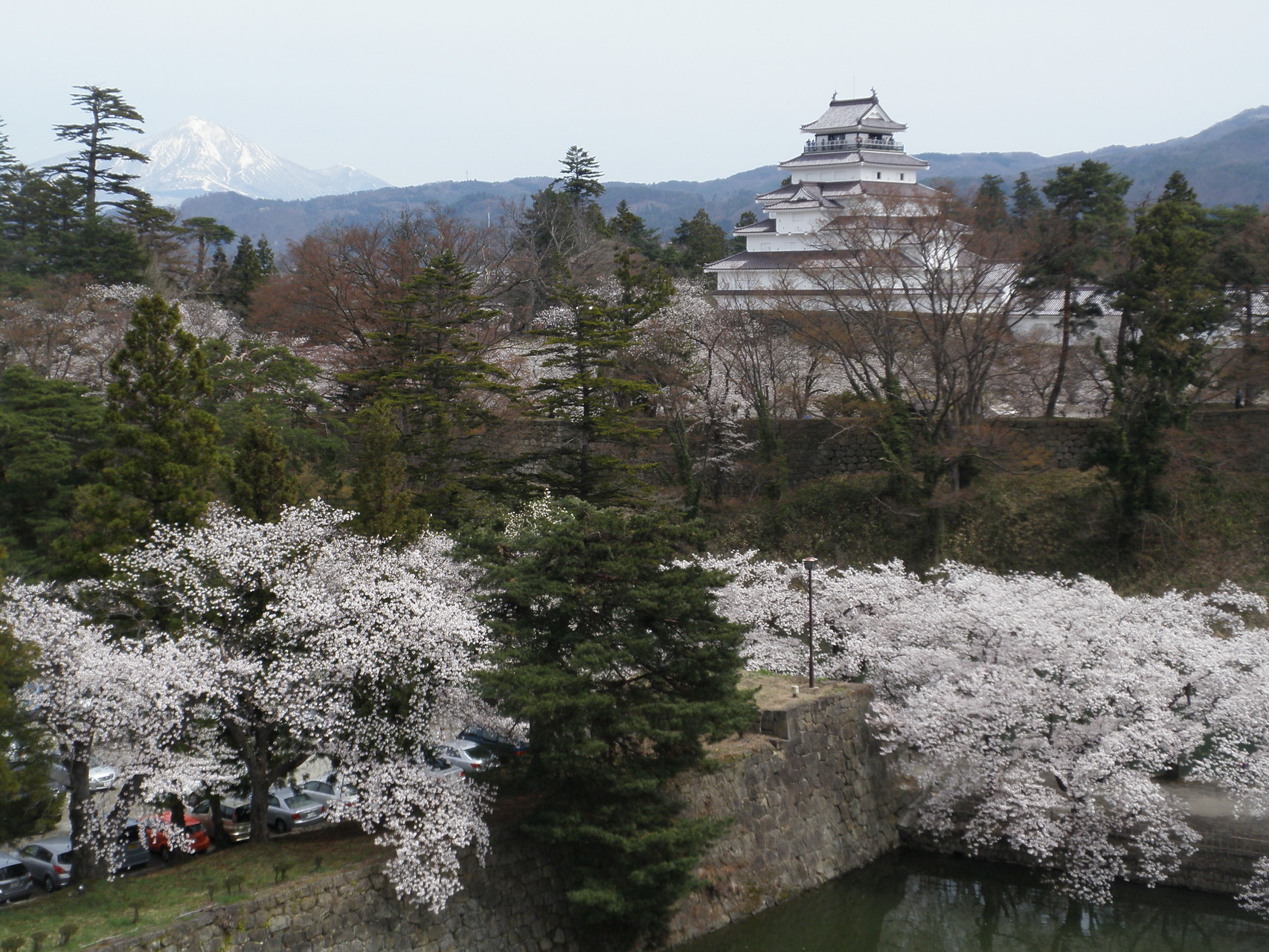 磐梯山の雪と桜のコントラスト。