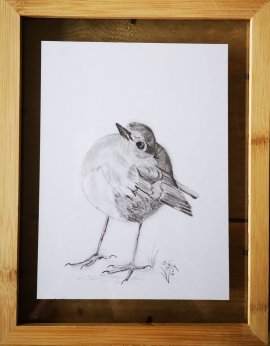 5. Robin...Pencel drawing 2 Potlood tekening ingelijst tussen twee glasplaten. ntk