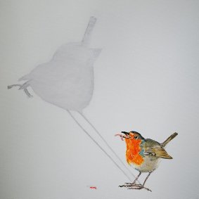 1. Robin...big shadow 50x50cm ntk