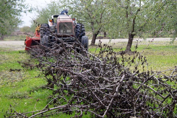 SEPPI M. WBS pick-up Mulcher