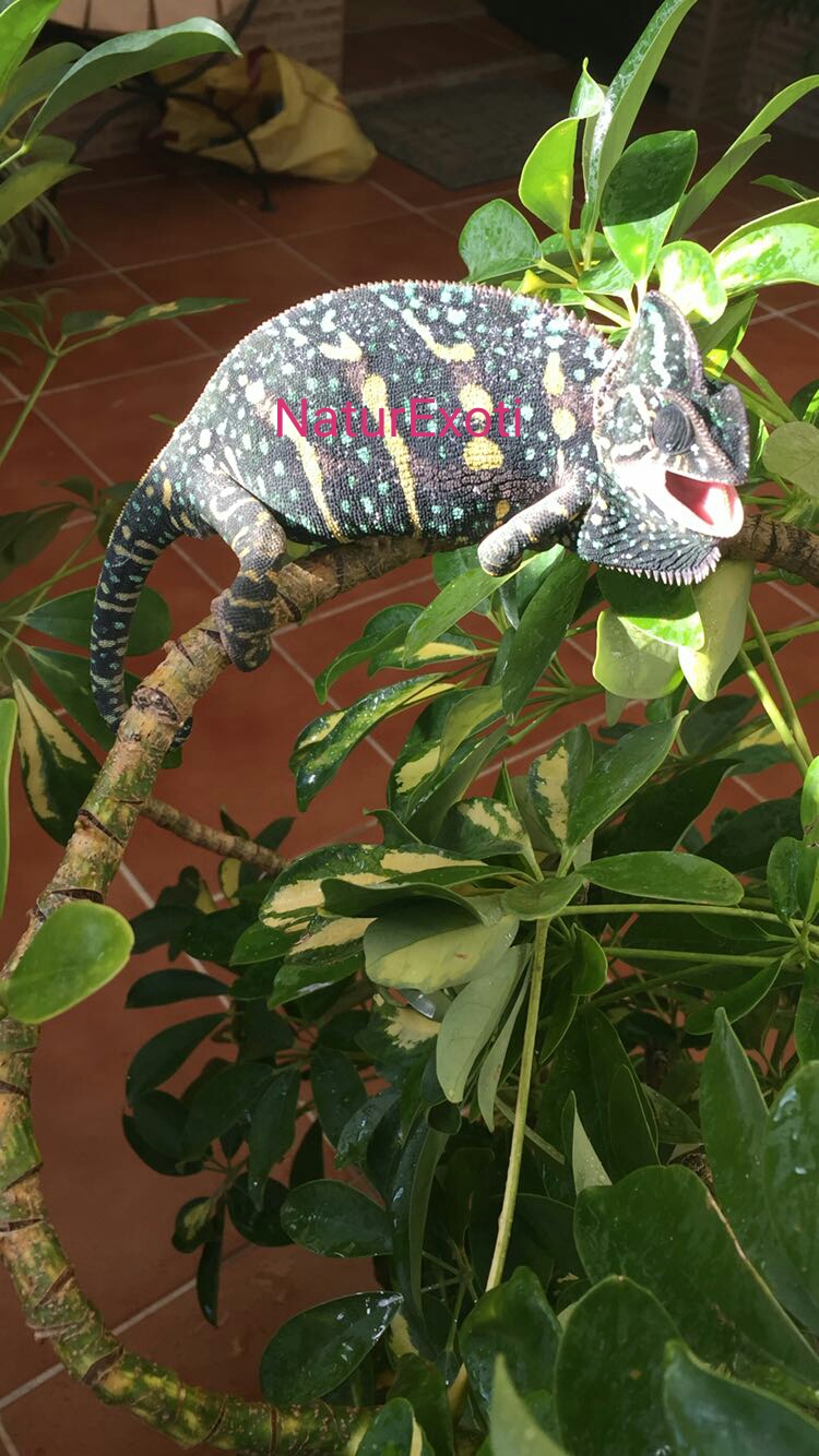 NaturExoti