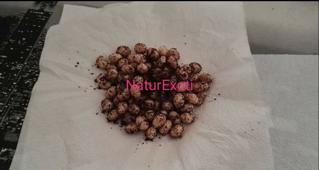 NaturExoti