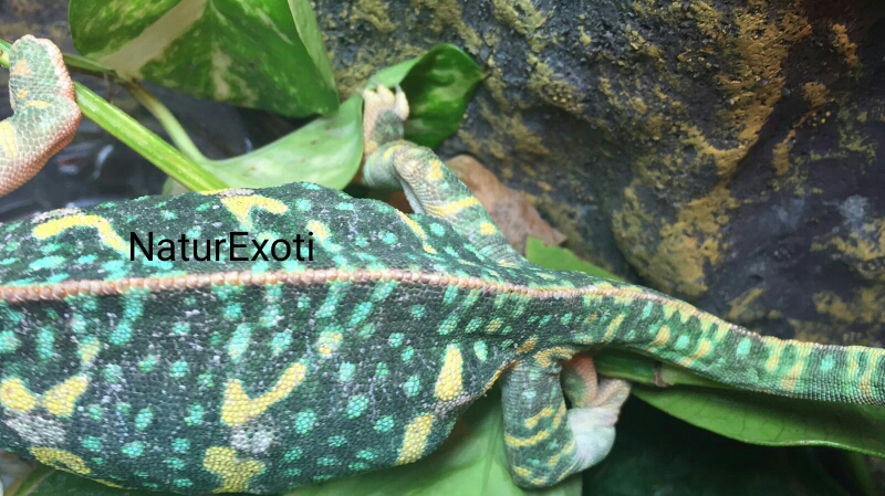 Ya se puede apreciar los abultamientos a simple vista hembra camaleón calyptratus  