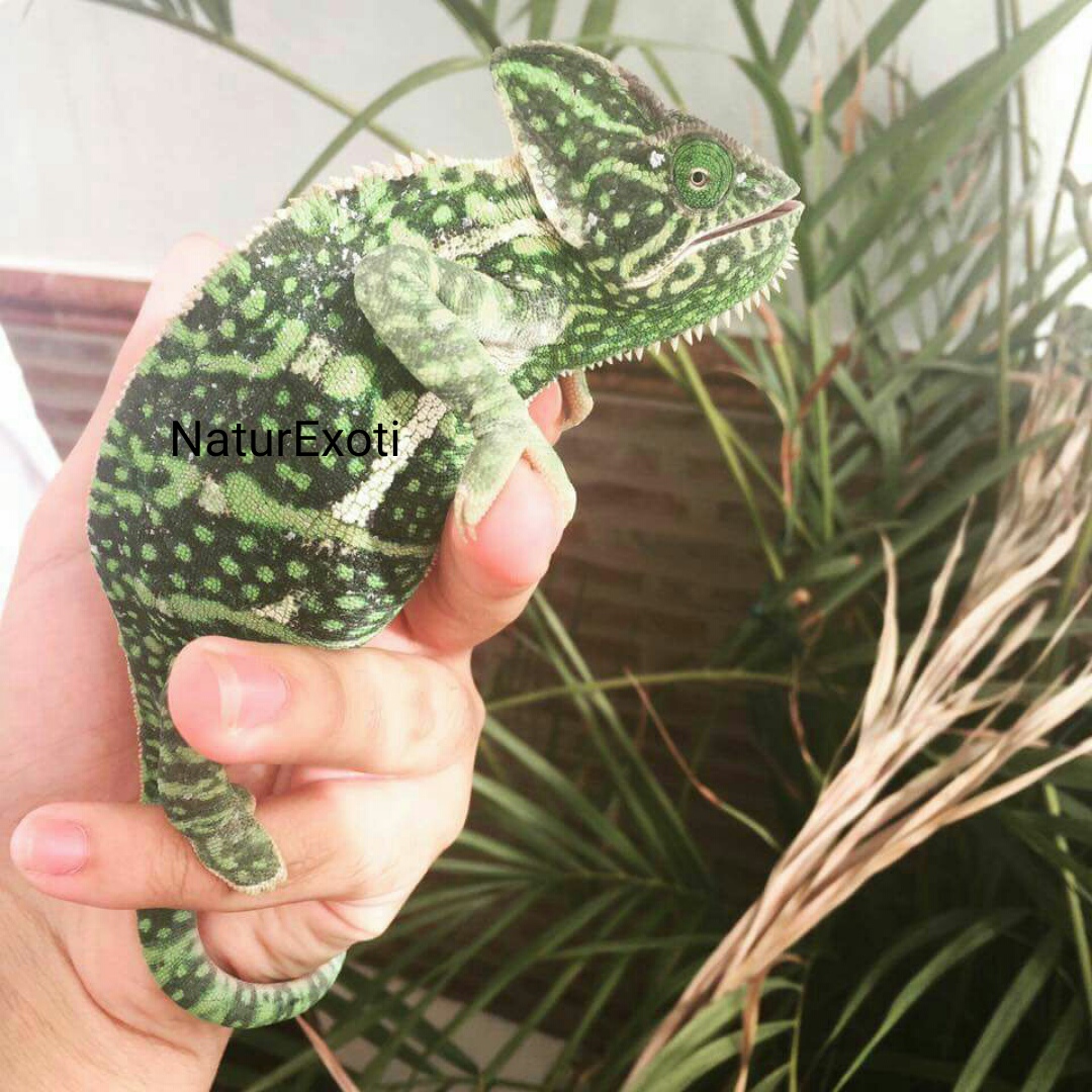 Natur Exoti