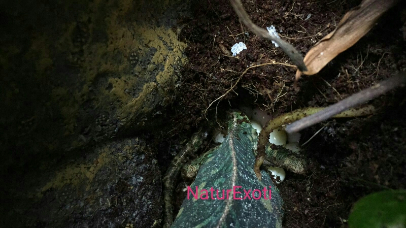 NaturExoti