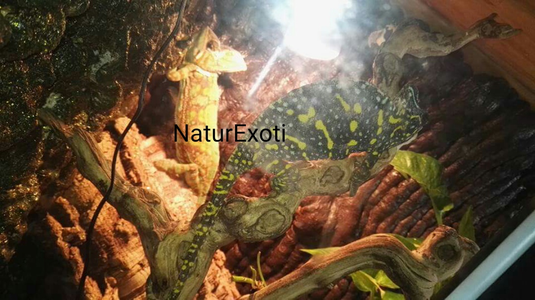 NaturExoti