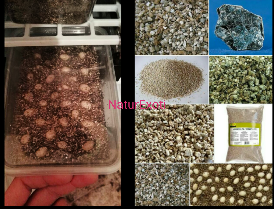 NaturExoti