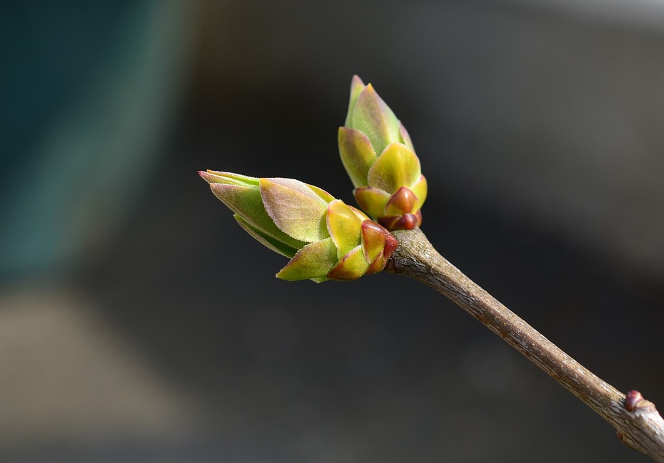 Le bourgeon de lilas (Syringa vulgaris) contre l'hypertension