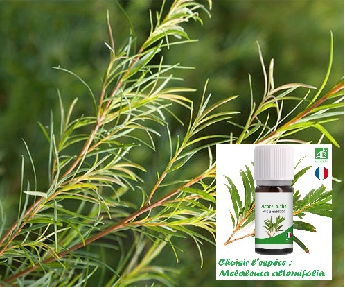 Gel hydroalcoolique : Tea Tree - 20 gouttes