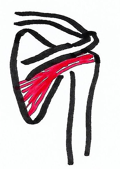 Musculus infraspinatus mit Schulterblatt und Schlüsselbein